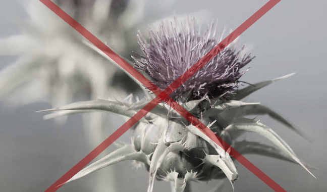You tried milk thistle alone 